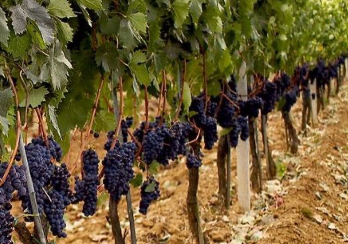 WhatsApp Image 2025-01-15 at 1.27.52 PM (3)